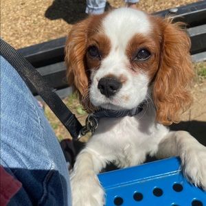 Meet your Posher, Bobbie